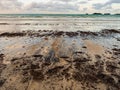 Tar balls and oil sludge on Lagoi beach in Bintan Island Indonesia